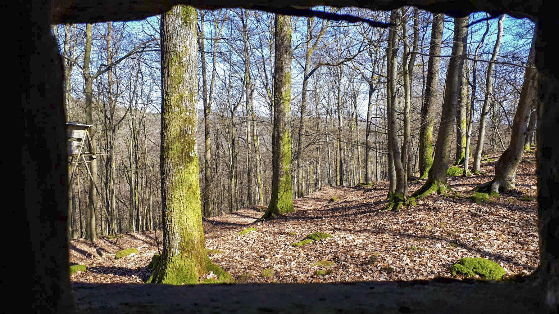 Ligne Maginot - FM39 - DIEBSKOPF 1 - (Blockhaus pour arme infanterie) - Vue depuis le créneau latéral droit, sur le chemin et le versant nord du collet - Gregory Fuchs