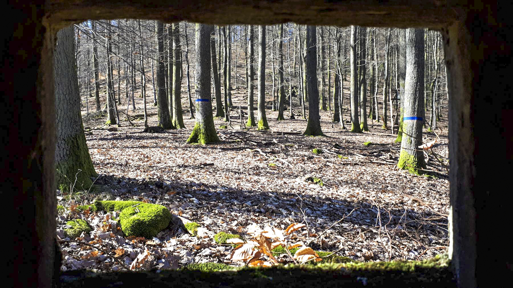 Ligne Maginot - FM39 - DIEBSKOPF 1 - (Blockhaus pour arme infanterie) - Vue depuis le créneau latéral gauche, vers le sommet du Diebskopf - Gregory Fuchs
