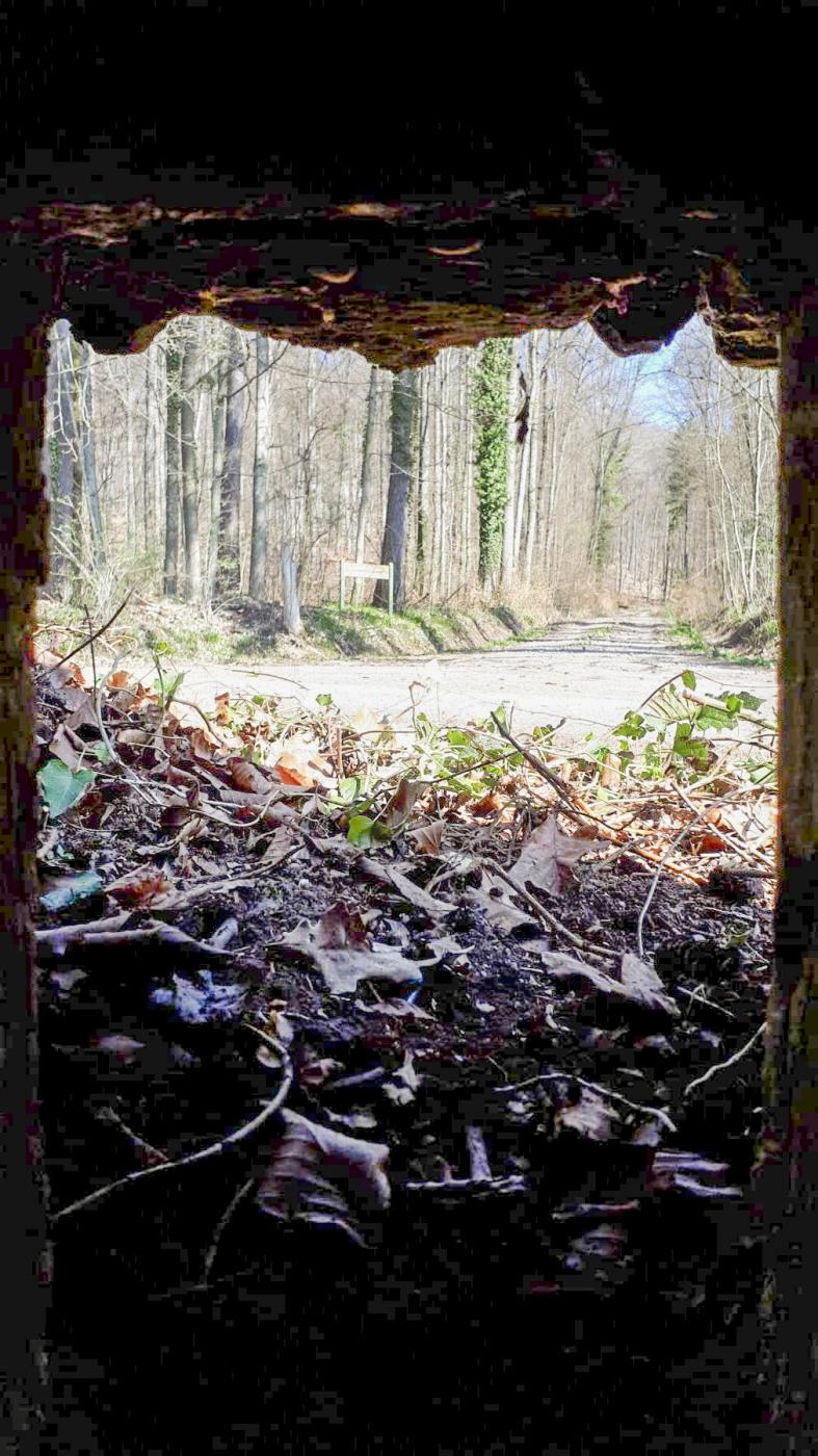 Ligne Maginot - FM32 - NONNENHARDT MAISON FORESTIERE 1 - (Blockhaus pour arme infanterie) - Vue depuis le créneau frontal - Gregory Fuchs