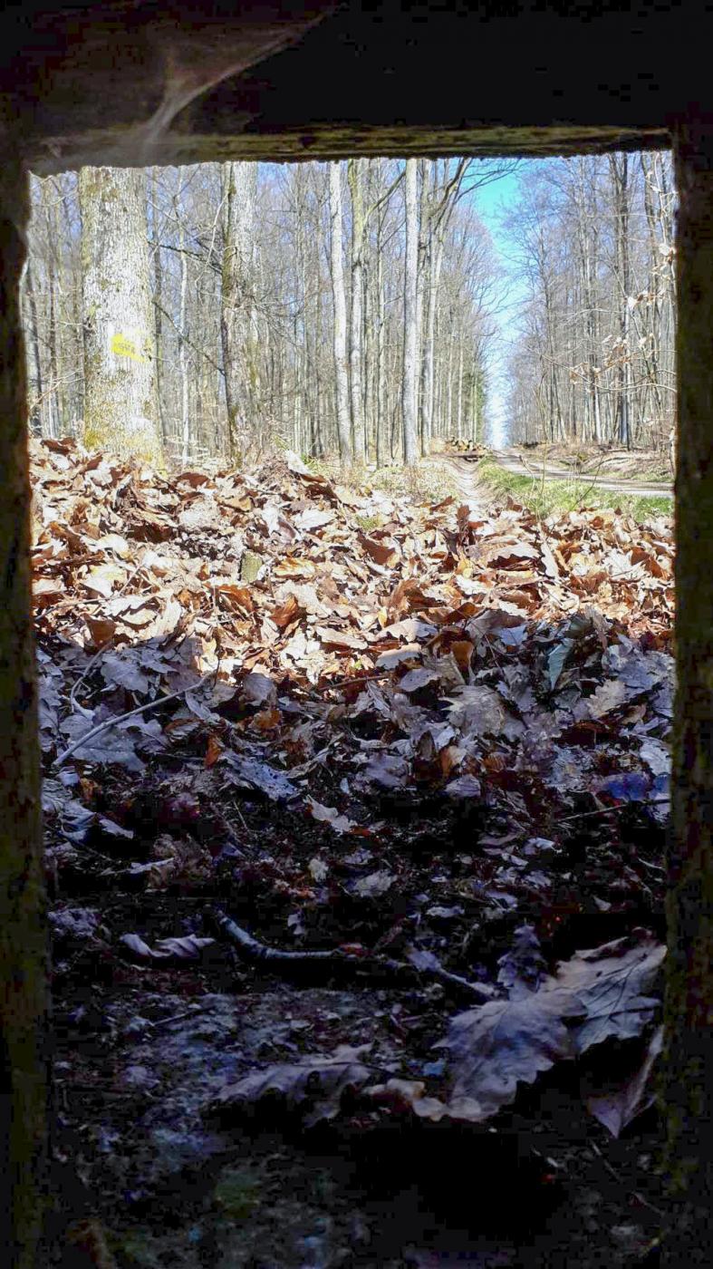 Ligne Maginot - FM46 - NONNENHARDT CENTRE 5 - (Blockhaus pour arme infanterie) - Vue depuis le créneau latéral gauche - Gregory Fuchs