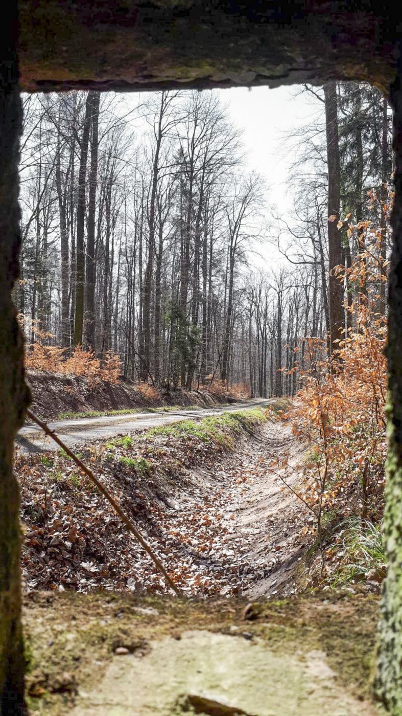 Ligne Maginot - FM46 - NONNENHARDT CENTRE 5 - (Blockhaus pour arme infanterie) - Vue depuis le créneau latéral droit - Gregory Fuchs