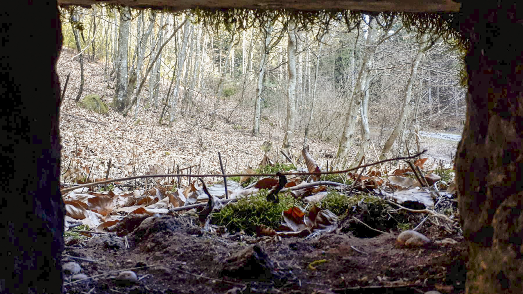 Ligne Maginot - LANGTHAL 1 - (Blockhaus pour arme infanterie) - Vue depuis le créneau droit du blockhaus - Gregory Fuchs
