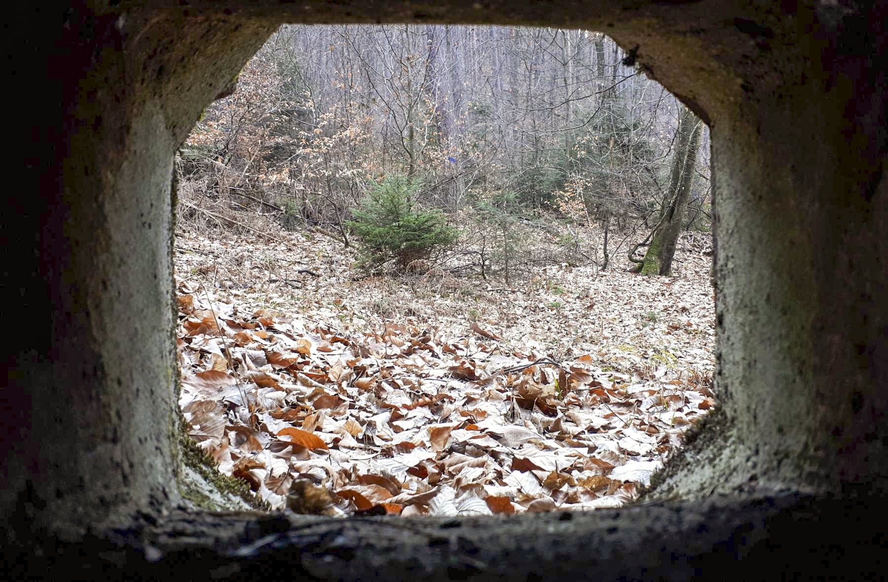 Ligne Maginot - LANGTHAL 2 - (Blockhaus pour arme infanterie) - Vue depuis le créneau FM de défense de l'entrée - Gregory Fuchs