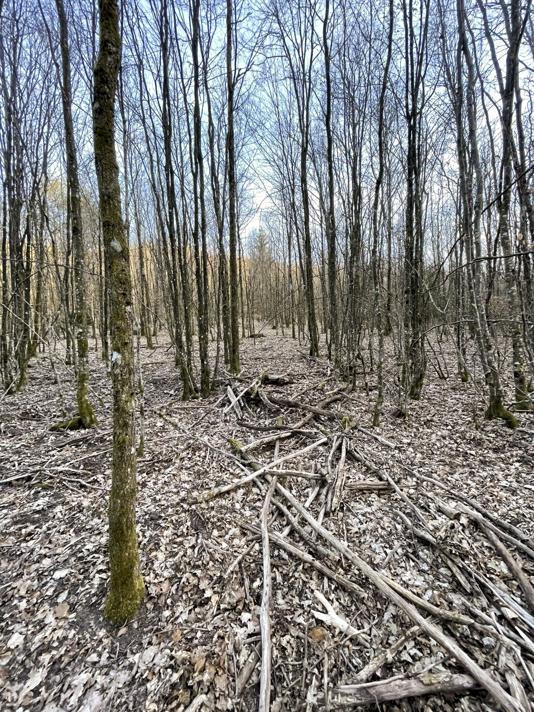 Ligne Maginot - U - (Chambre de coupure) - L'emplacement de la chambre de coupure, invisible depuis la surface - DK_Antoine4