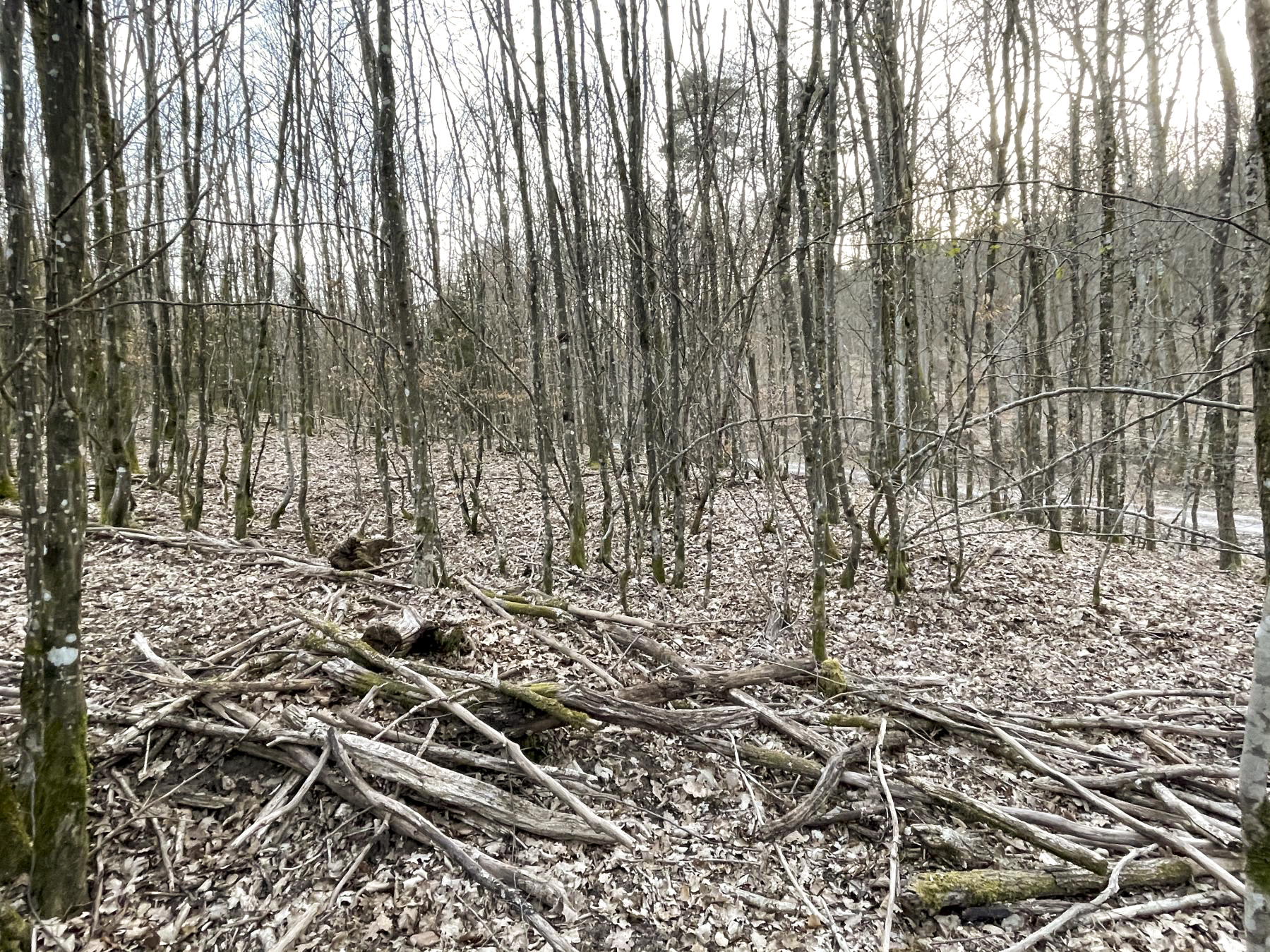 Ligne Maginot - U - (Chambre de coupure) - L'emplacement de la chambre de coupure par rapport au chemin forestier à proximité - DK_Antoine4
