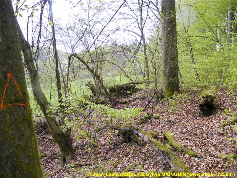 Ligne Maginot - C3 - SCHMELTZBACH 1 - (Blockhaus pour canon) -  - Jean-Louis AUBLET & Sylvie MAINGUIN (www.attila-77