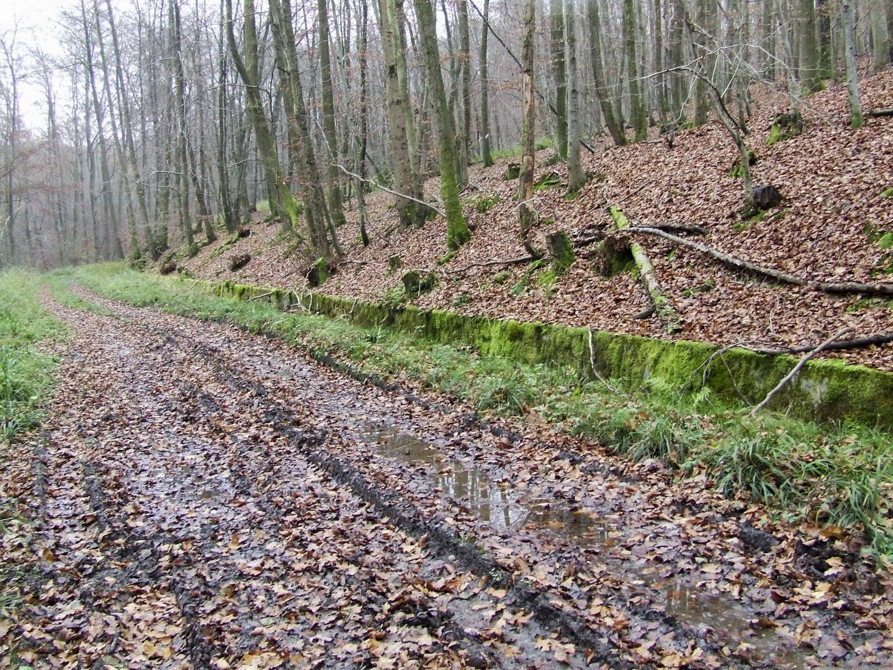 Ligne Maginot - VERLORENERBACH - (DMP - Dispositif de Mine Permanent) - La route militaire - STENGER Mathieu