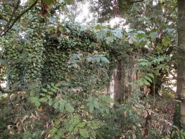 Ligne Maginot - B263 - LE VERTUQUET - (Blockhaus pour canon) - 