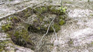 Ligne Maginot - SAUECK - (Position d'artillerie préparée) - Restes de maçonnerie dans l'un des encuvements (Position Spitzberg).

Il est très compliqué de différencier les positions françaises sur ce côté, le Spitzberg étant un champ de bataille durant l'opération Nordwind en 1945, allemands et américains y avaient aussi leurs positions.