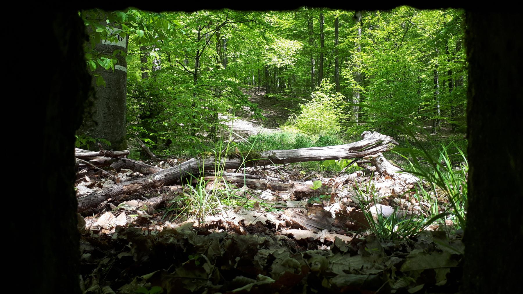 Ligne Maginot - FM48 - NONNENHARDT EST 5 - (Blockhaus pour arme infanterie) - Vue depuis le créneau frontal - Gregory Fuchs