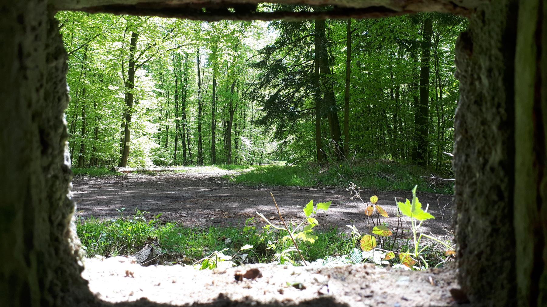 Ligne Maginot - FM48 - NONNENHARDT EST 5 - (Blockhaus pour arme infanterie) - Vue depuis le créneau arrière droit - Gregory Fuchs