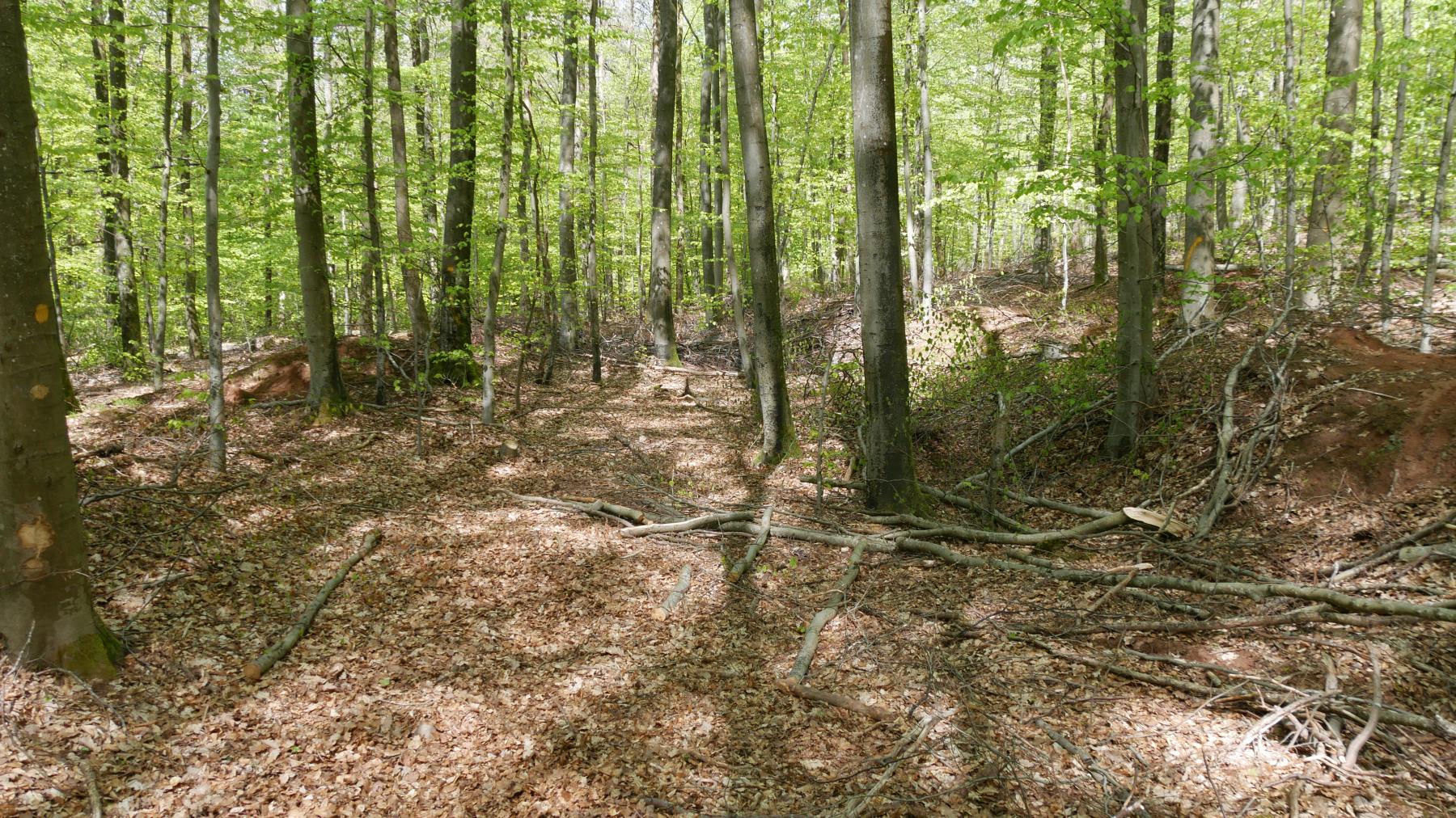 Ligne Maginot - SPITZBERG SUD - (Dépôt de Munitions) - Vue rapprochée de la zone aménagée.

On observe une merlon de terre franc sur le côté droit, et un autre moins visible sur le côté gauche. - Quentin Hiegel