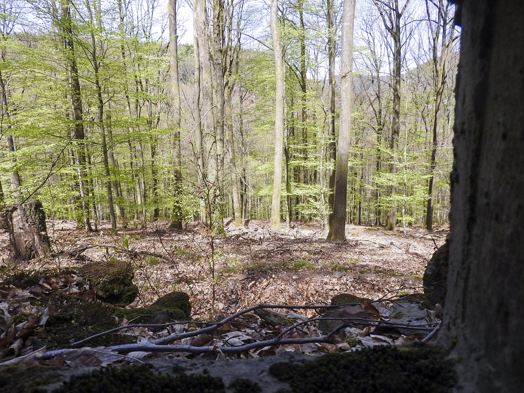 Ligne Maginot - FM36 - HOHLSTEIN 2 - (Blockhaus pour arme infanterie) - Le champ de tir du créneaux frontal - STENGER Mathieu