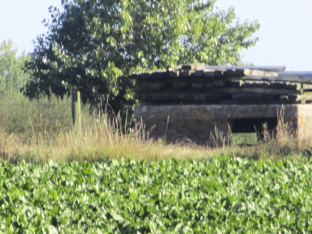 Ligne Maginot - B116 - STEENVOORDE Sud-Est (Blockhaus pour arme infanterie) -  - Smardz Félix