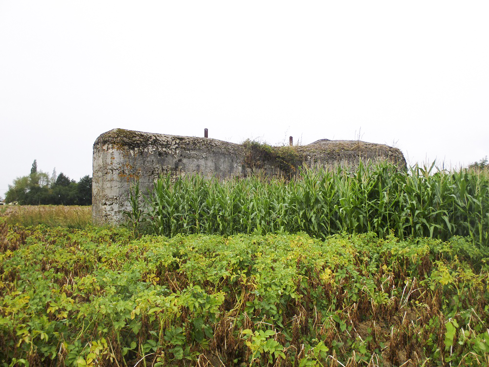 Ligne Maginot - CEZF-H - RYVELD EST - (Casemate d'infanterie - Simple) - Vue prise du côté de Winnezeele - Smardz Félix
