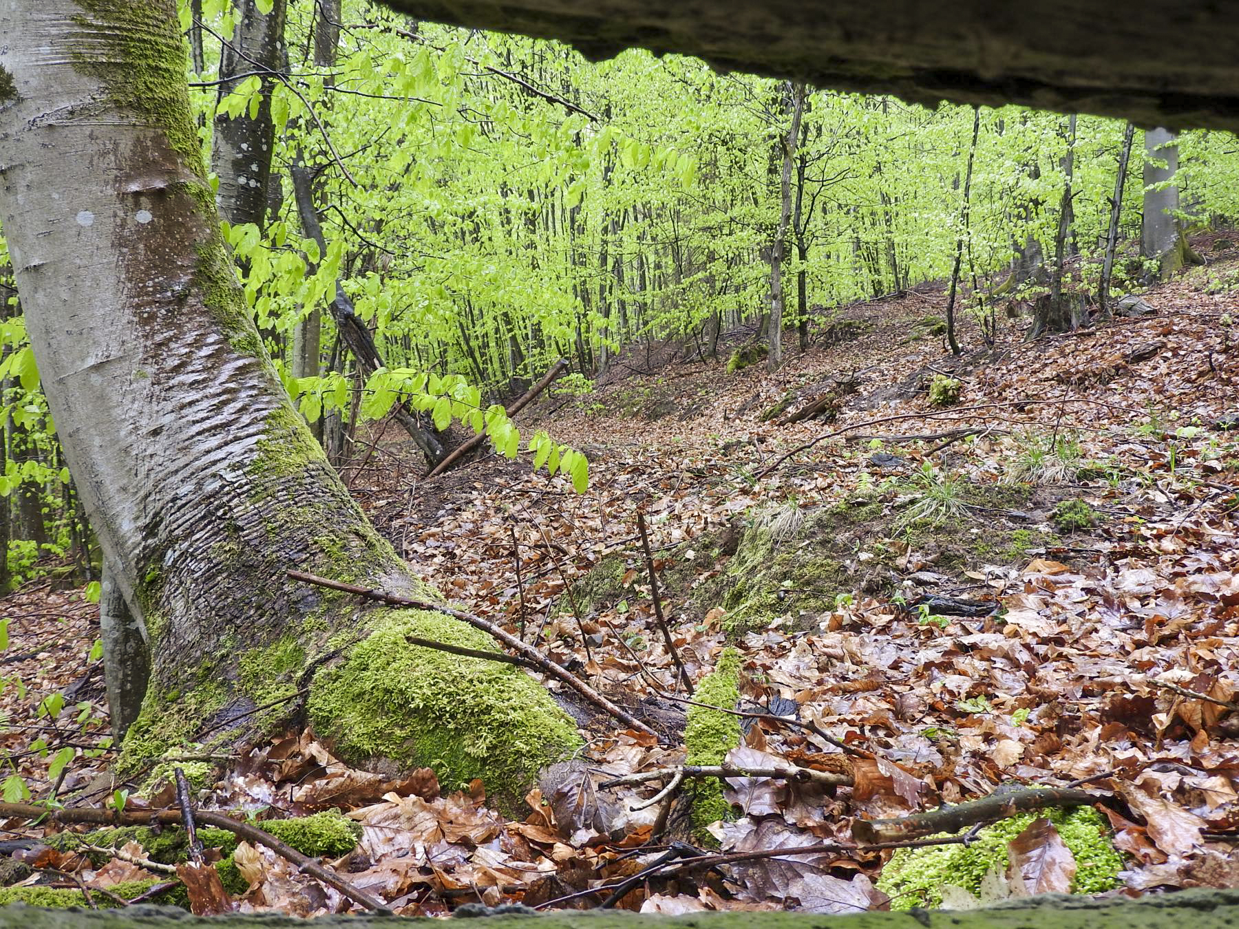 Ligne Maginot - M9 - TRAUTBACH 1 - (Blockhaus pour arme infanterie) - vue depuis le créneau mitrailleuse - STENGER Mathieu