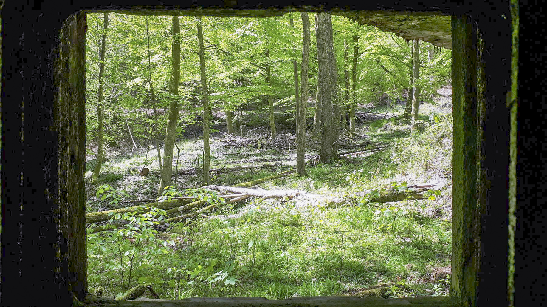 Ligne Maginot - TRAUTBACH OUEST - (Blockhaus pour arme infanterie) - Vue depuis le créneau Est - Gregory Fuchs
