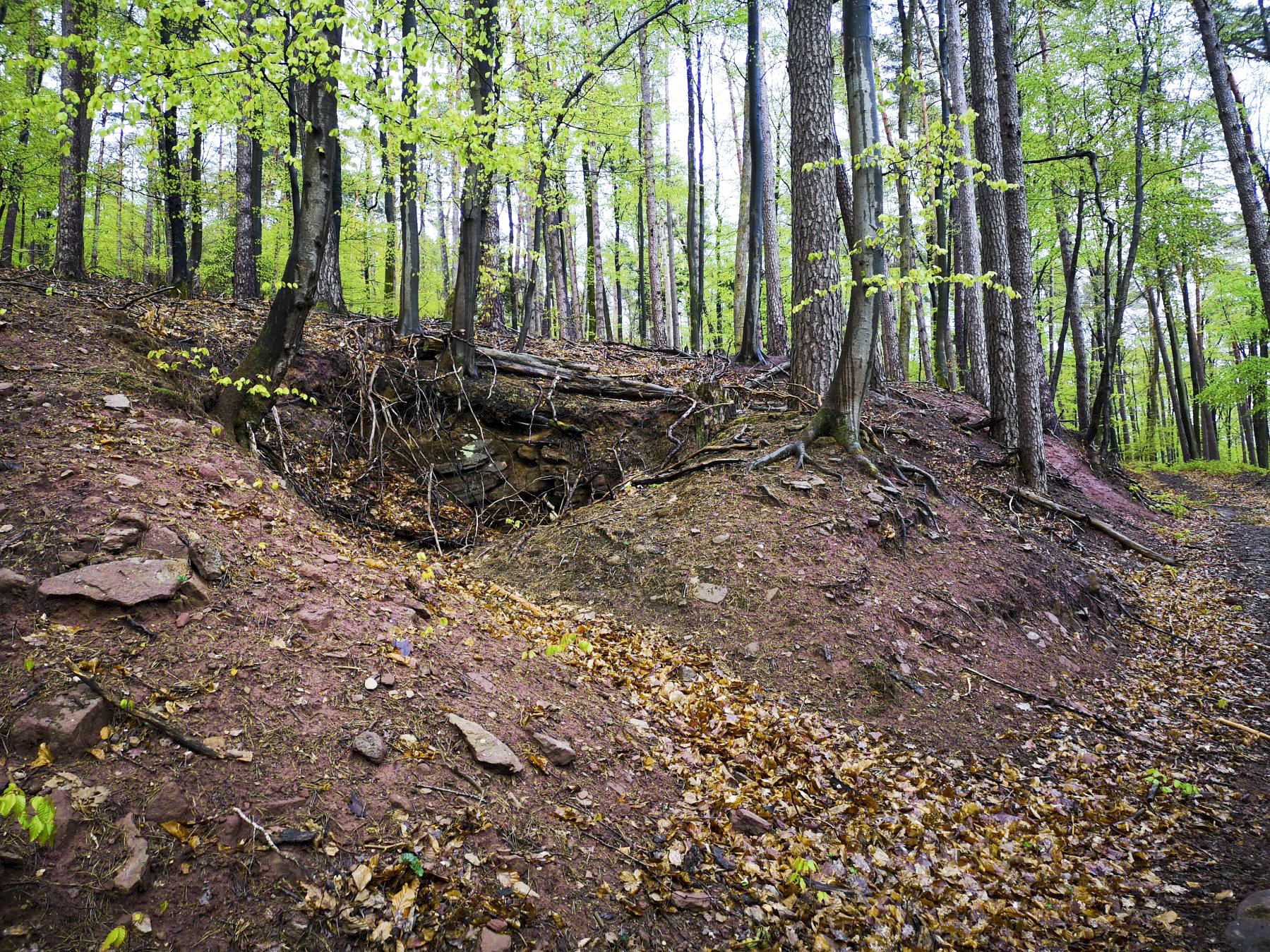 Ligne Maginot - WASSERLOCH - (Position d'artillerie préparée) - Probable emplacement pour cagna au Sud de la position des pièces - DK_Antoine4