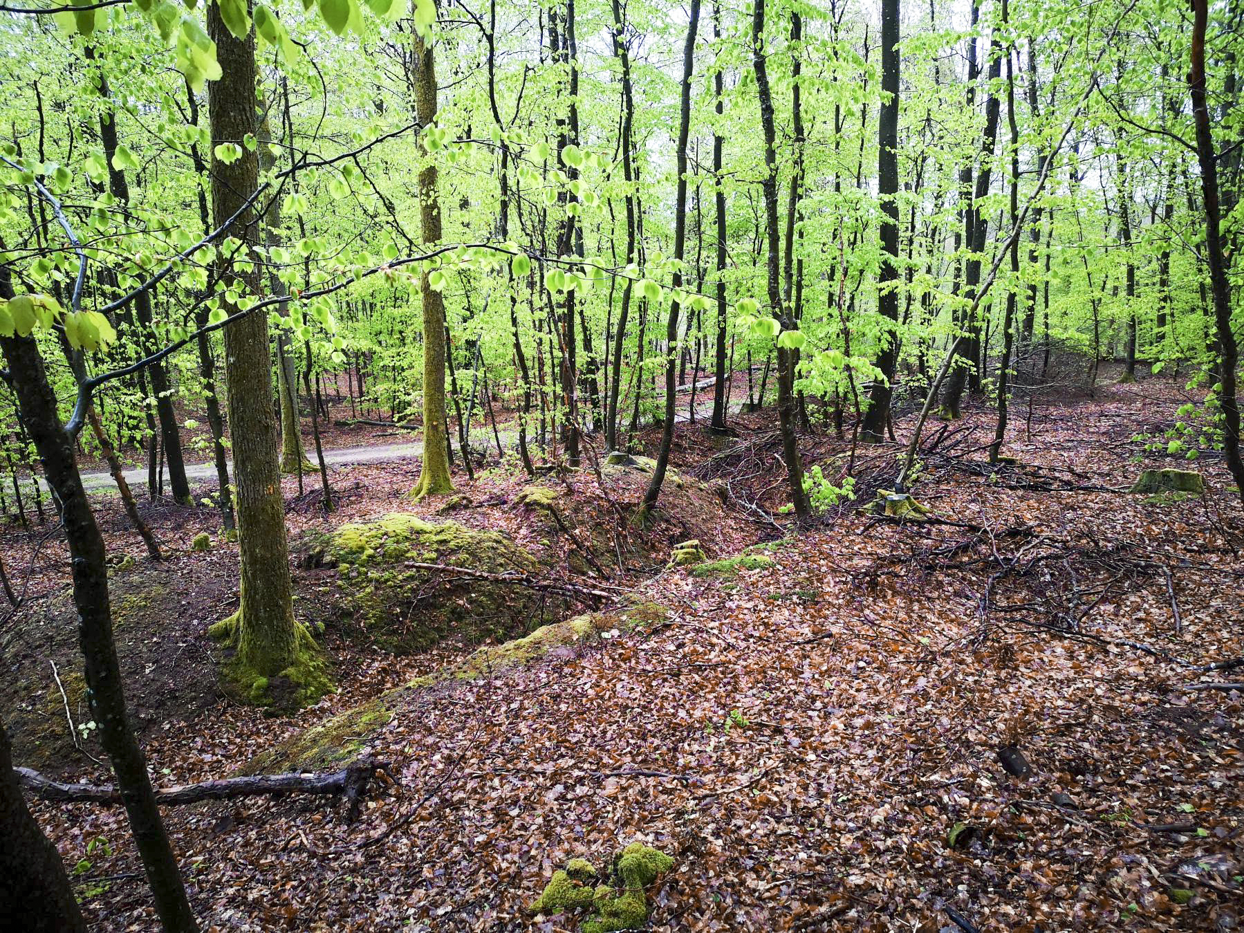 Ligne Maginot - SAUECK - (Position d'artillerie préparée) - La suite de la position sur le Spitzberg : importants réseaux de tranchées - DK_Antoine4