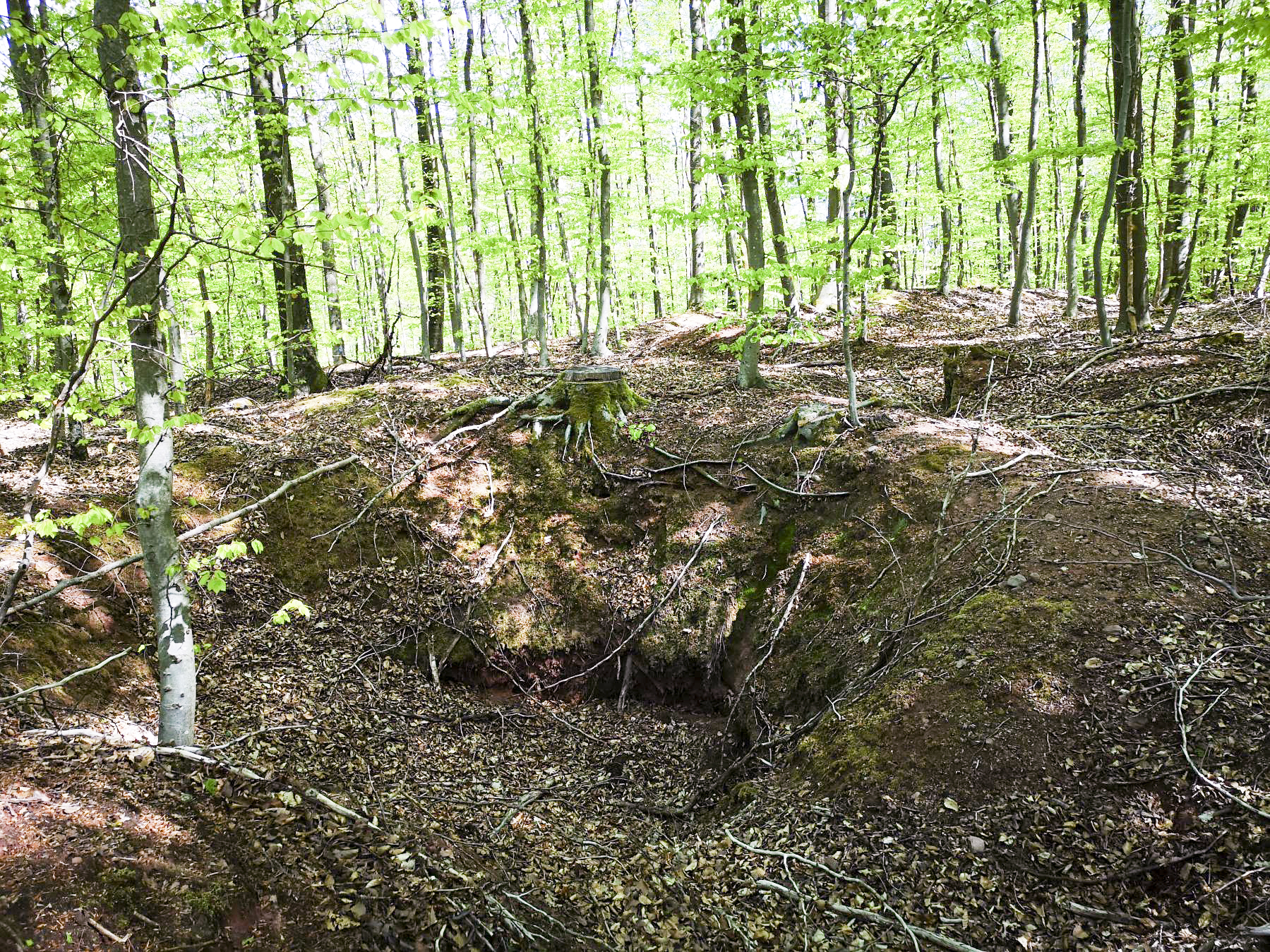 Ligne Maginot - SAUECK - (Position d'artillerie préparée) - Profonds encuvements pour probable cagna ou abri (Position Spitzberg).

Il est très compliqué de différencier les positions françaises sur ce côté, le Spitzberg étant un champ de bataille durant l'opération Nordwind en 1945, allemands et américains y avaient aussi leurs positions. - DK_Antoine4