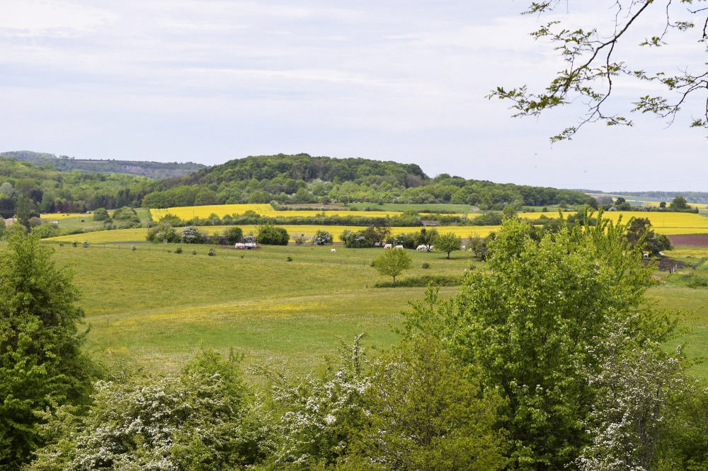 Ligne Maginot - Ouvrage d'artillerie du MONT des WELCHES - Vue sur la colline du Mont des Welsches depuis l'ouvrage du Michelsberg - NOEL Yves