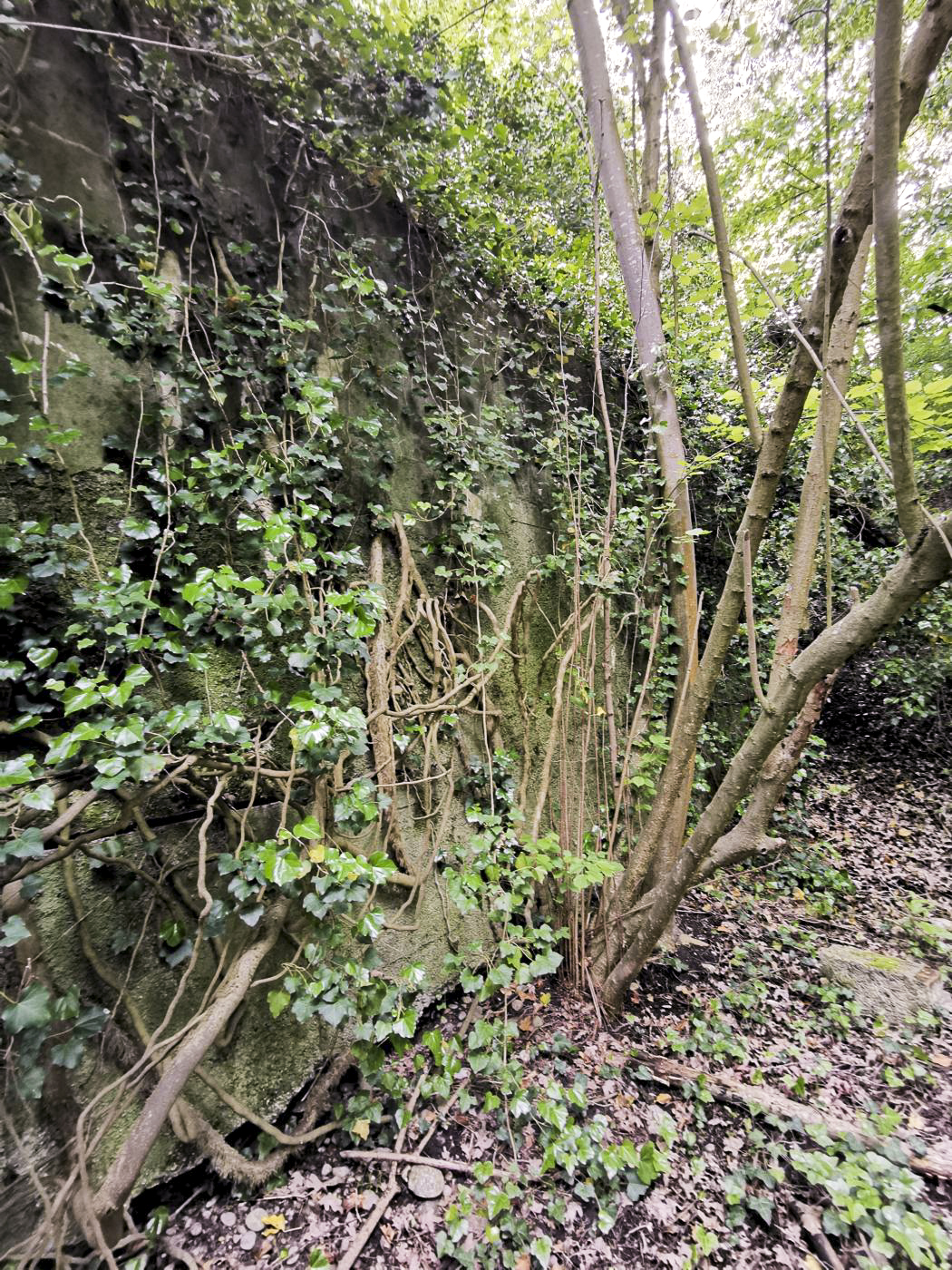 Ligne Maginot - B591 - RICHARDSHAEUSER 5 - (Blockhaus pour arme infanterie) - Le dernier mur, à l'arrière de l'entrée. - leiraph