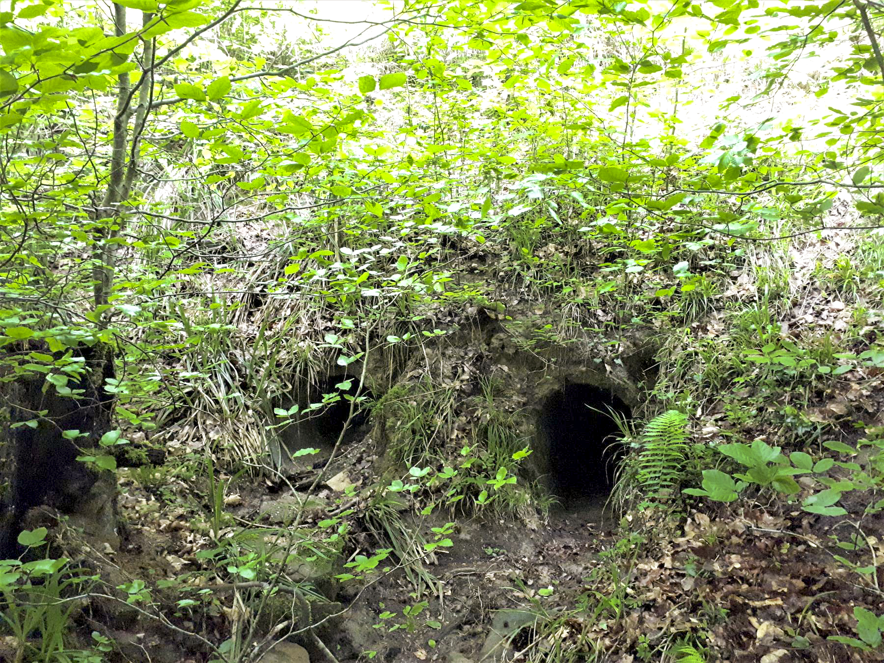 Ligne Maginot - VF60 - ANTENNE DE L'OUVRAGE DU FOUR-à-CHAUX - (RESEAU - Voie 60 - Antenne ou rocade ferroviaire) - 3 - PASSAGE SUR LE VERLORENERBACH
Le coté aval en l'état - Gregory Fuchs