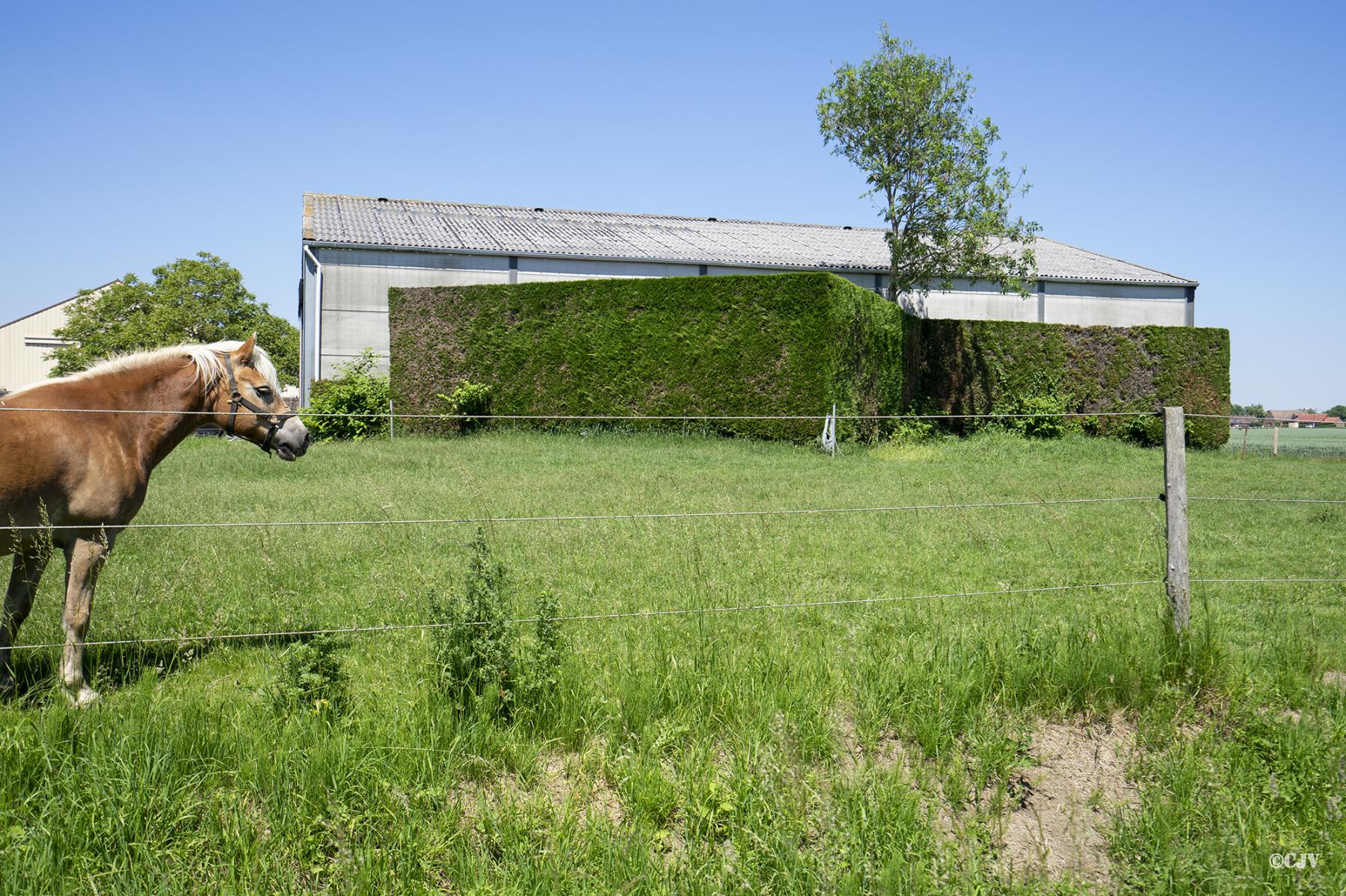 Ligne Maginot - B287 - GRIMONPONT SUD - (Blockhaus pour canon) - Le blockhaus est caché derrière une haie - Lia VERMEULEN