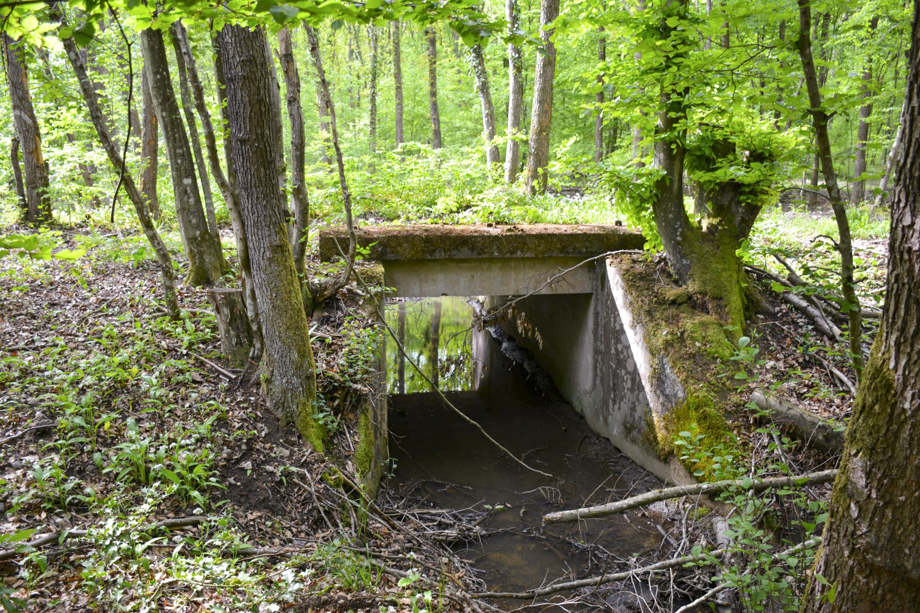Ligne Maginot - VF60 - ANTENNE DE L'OUVRAGE DU HOCHWALD - (RESEAU - Voie 60 - Antenne ou rocade ferroviaire) - 6 - PONT SUR LE GEFAELLBAECHEL 1
Le pont sur le ruisseau - Pascal Lambert