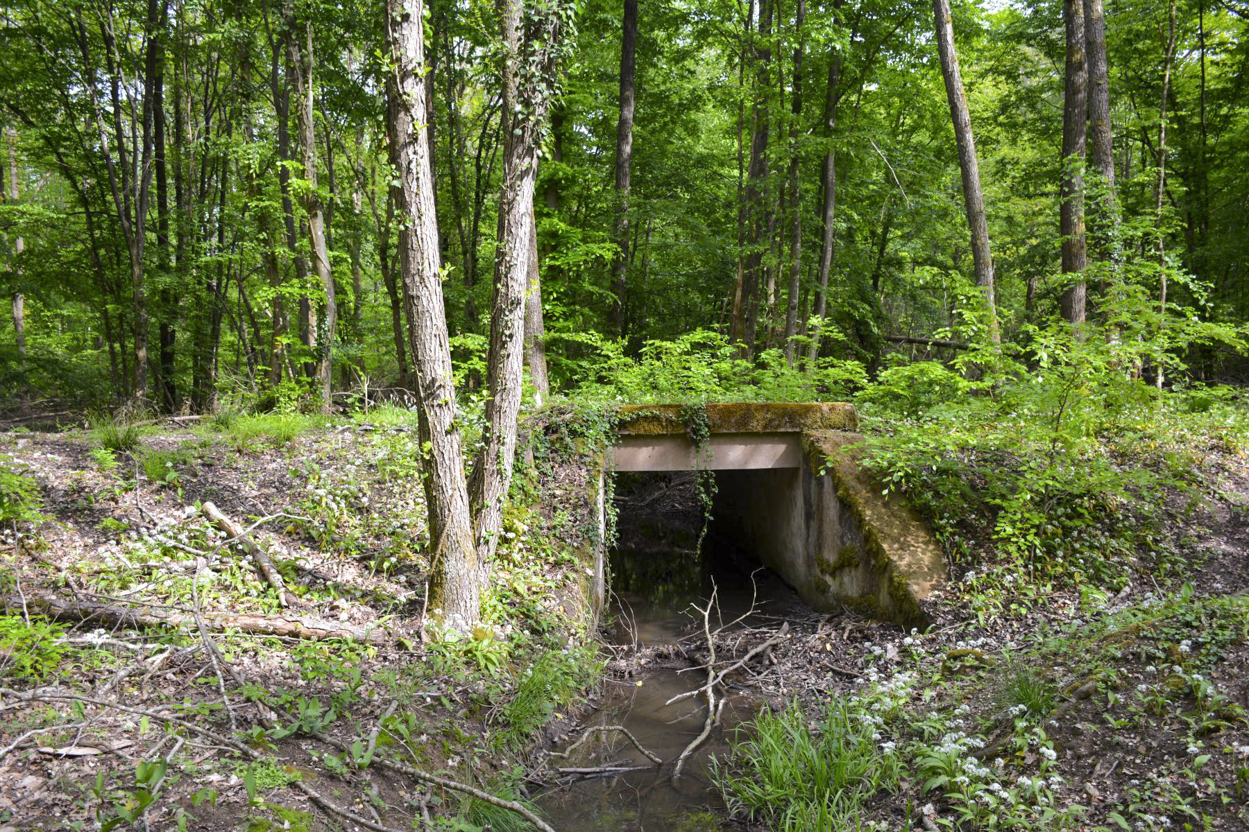 Ligne Maginot - VF60 - ANTENNE DE L'OUVRAGE DU HOCHWALD - (RESEAU - Voie 60 - Antenne ou rocade ferroviaire) - 6 - PONT SUR LE GEFAELLBAECHEL 1
Le pont sur le ruisseau - Pascal Lambert