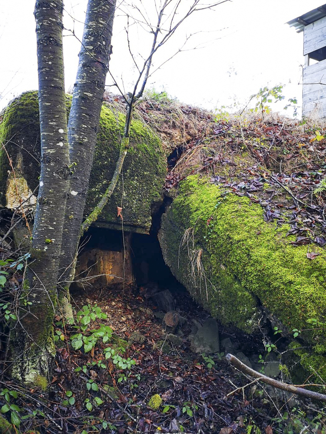 Ligne Maginot - WASENBERG 7 - (Blockhaus pour arme infanterie) - Suite à l'explosion provoquée par les allemands en 1944, l'un des murs du blockhaus a été soufflé, et le toit s'est effondré. - DK_Antoine4