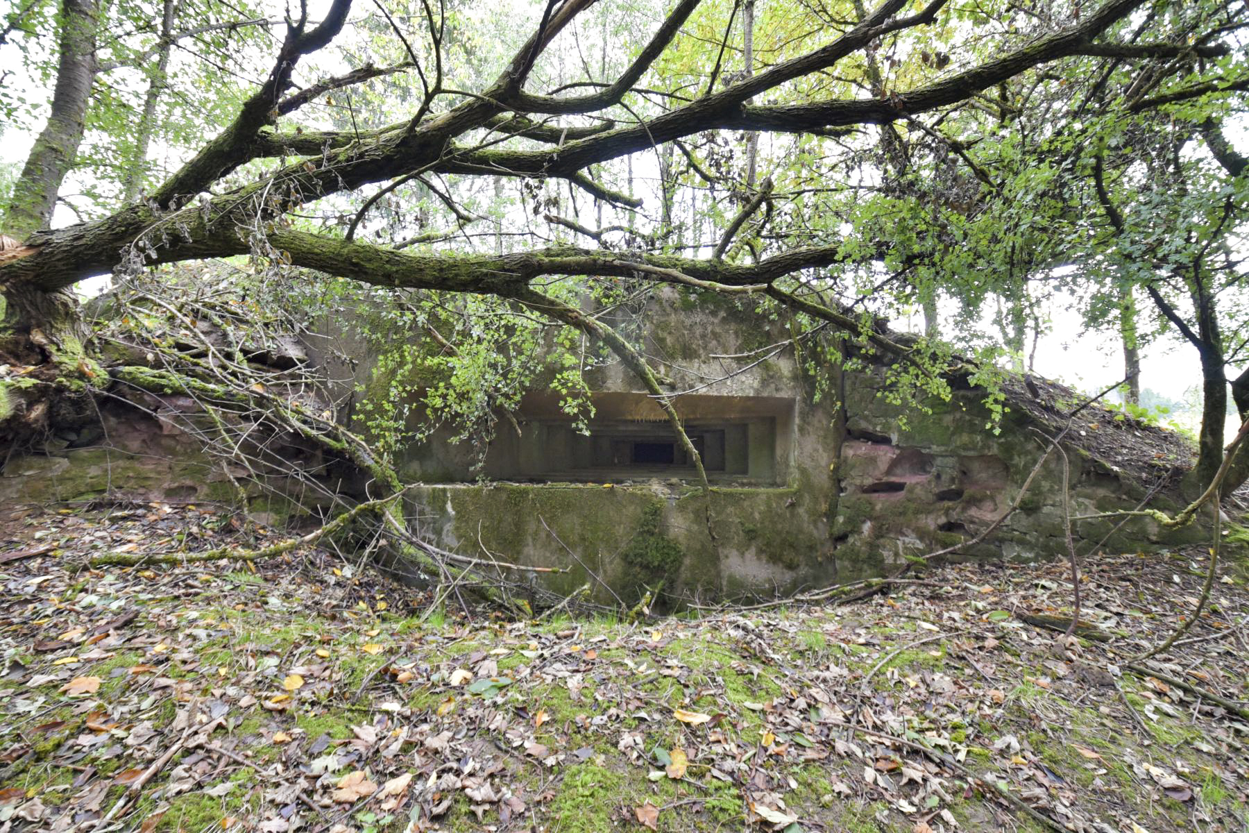 Ligne Maginot - WASENBERG 5 - (Blockhaus pour canon) -  - knapp ludovic