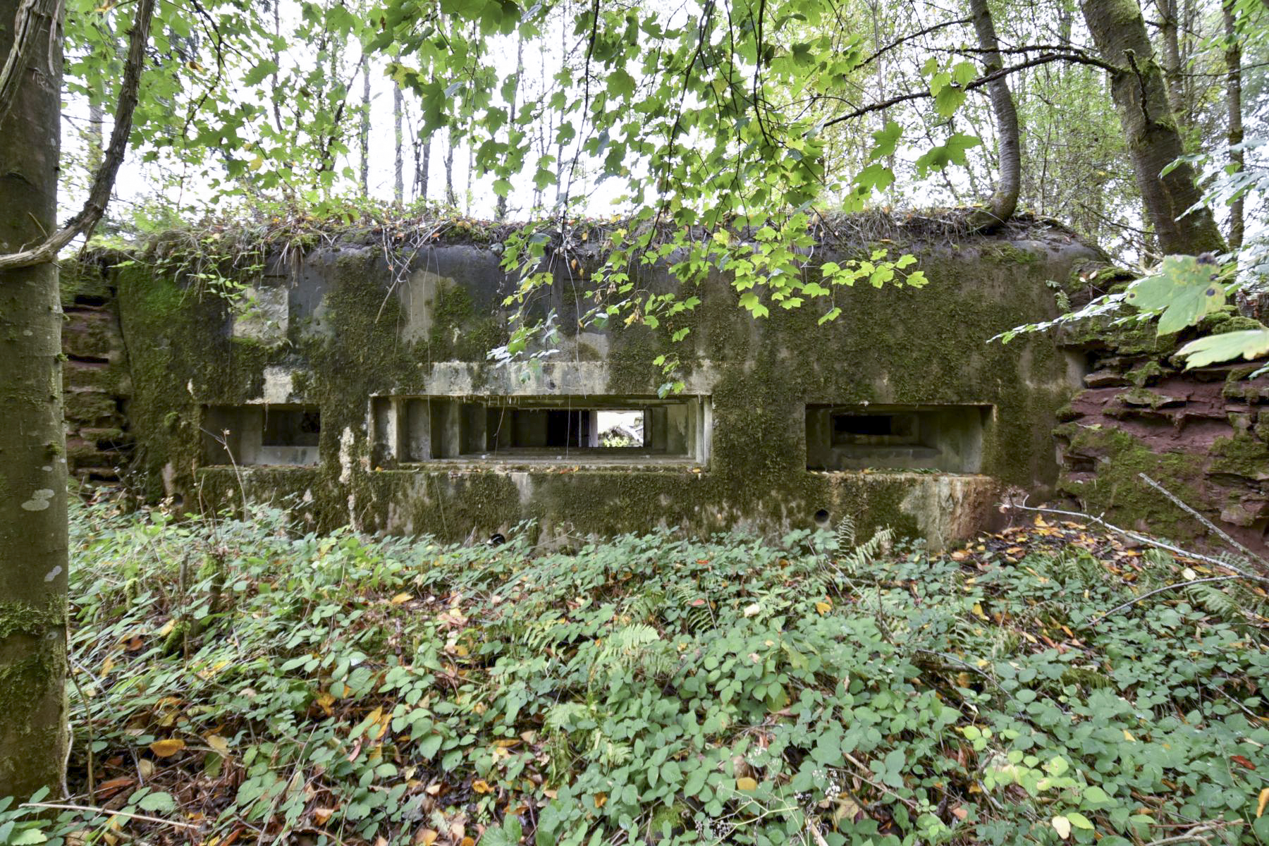 Ligne Maginot - WASENBERG 5 - (Blockhaus pour canon) -  - knapp ludovic