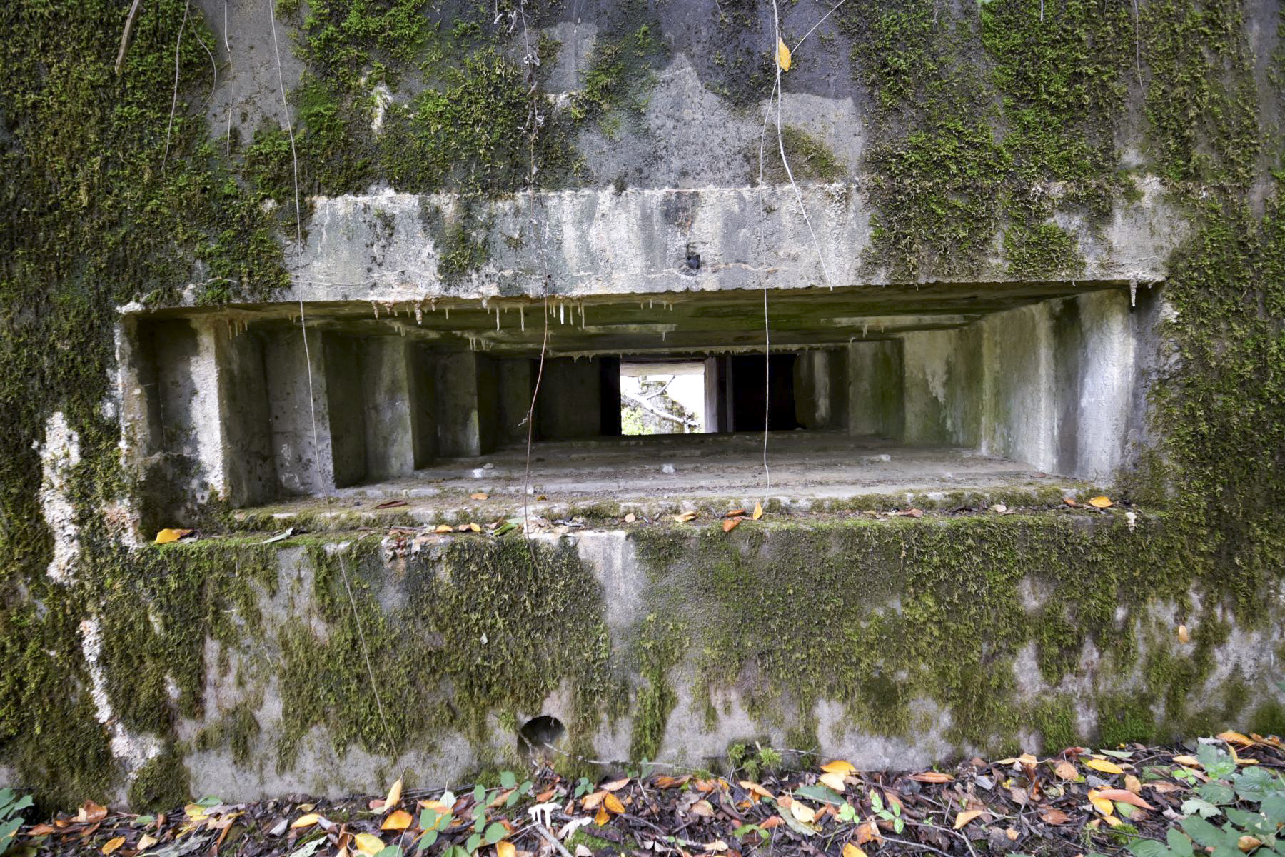 Ligne Maginot - WASENBERG 5 - (Blockhaus pour canon) -  - knapp ludovic