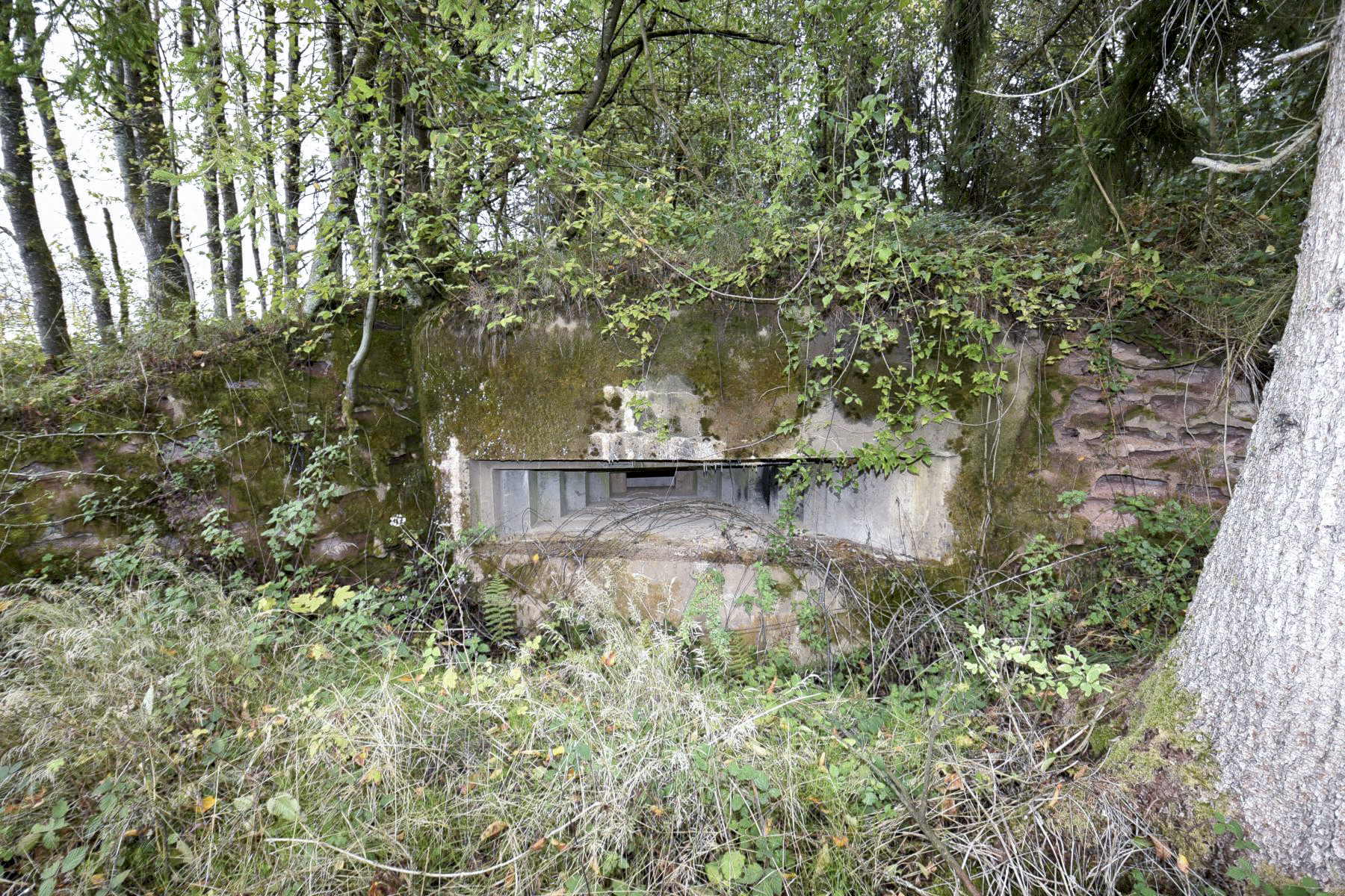 Ligne Maginot - WASENBERG 5 - (Blockhaus pour canon) -  - knapp ludovic