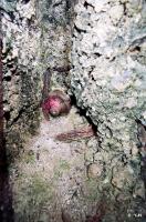 Ligne Maginot - A69 - PAVOT - (Blockhaus lourd type STG / STG-FCR - Double) - 