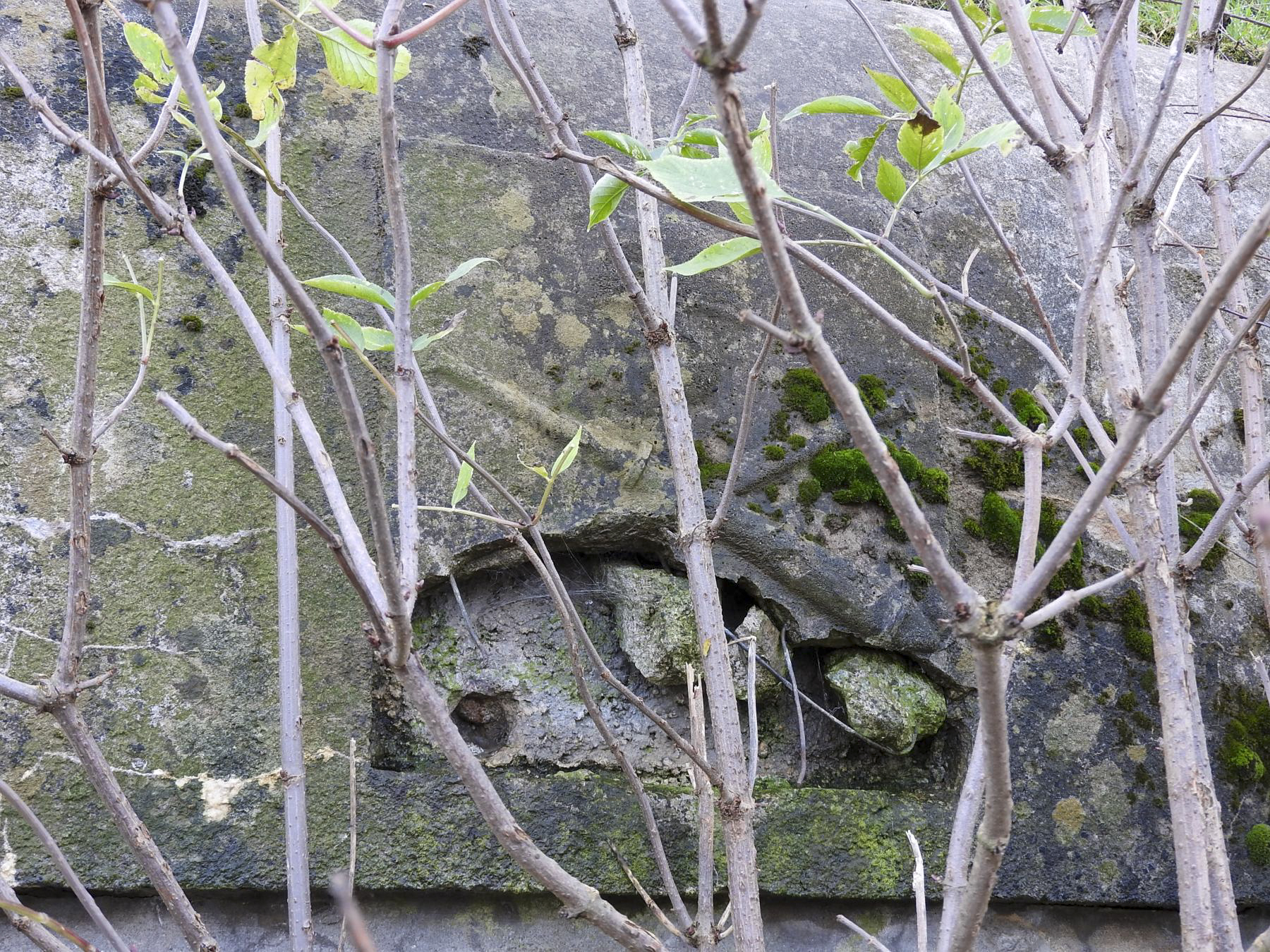 Ligne Maginot - MISSLINGEN 1 - (Blockhaus pour canon) - Le deuxième relief sur la façade de tir - STENGER Mathieu