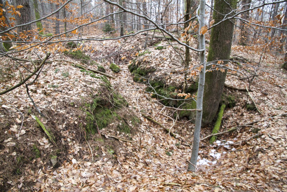 Ligne Maginot - PFAFFENBERG SUD - (Position d'artillerie préparée) - A proximité, de nombreuses traces de cagnas et tranchées - Alain Perouffe