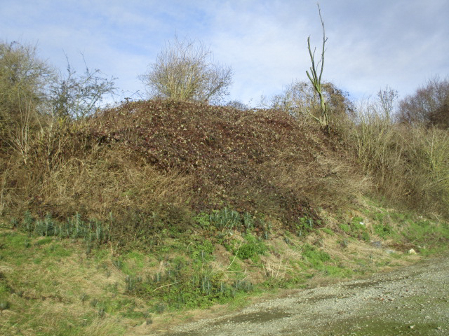 Ligne Maginot - A54 - LILAS - (Blockhaus lourd type STG / STG-FCR - Double) - Ce blockhaus, situé dans un bosquet à proximité de la D 50a a été remblayé et recouvert de broussailles. - Smardz Félix