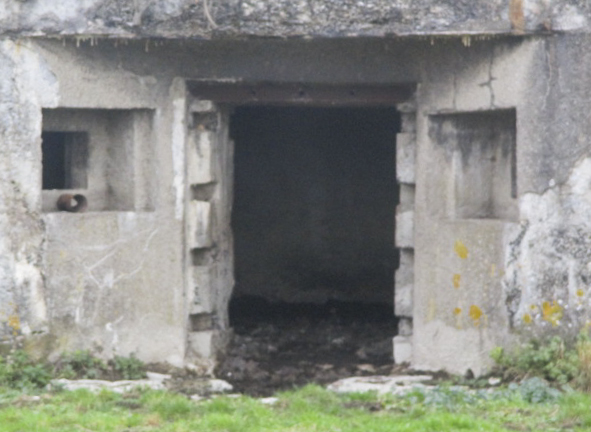 Ligne Maginot - NORD DE NIVELLE - (Blockhaus pour canon) -  - Smardz Félix