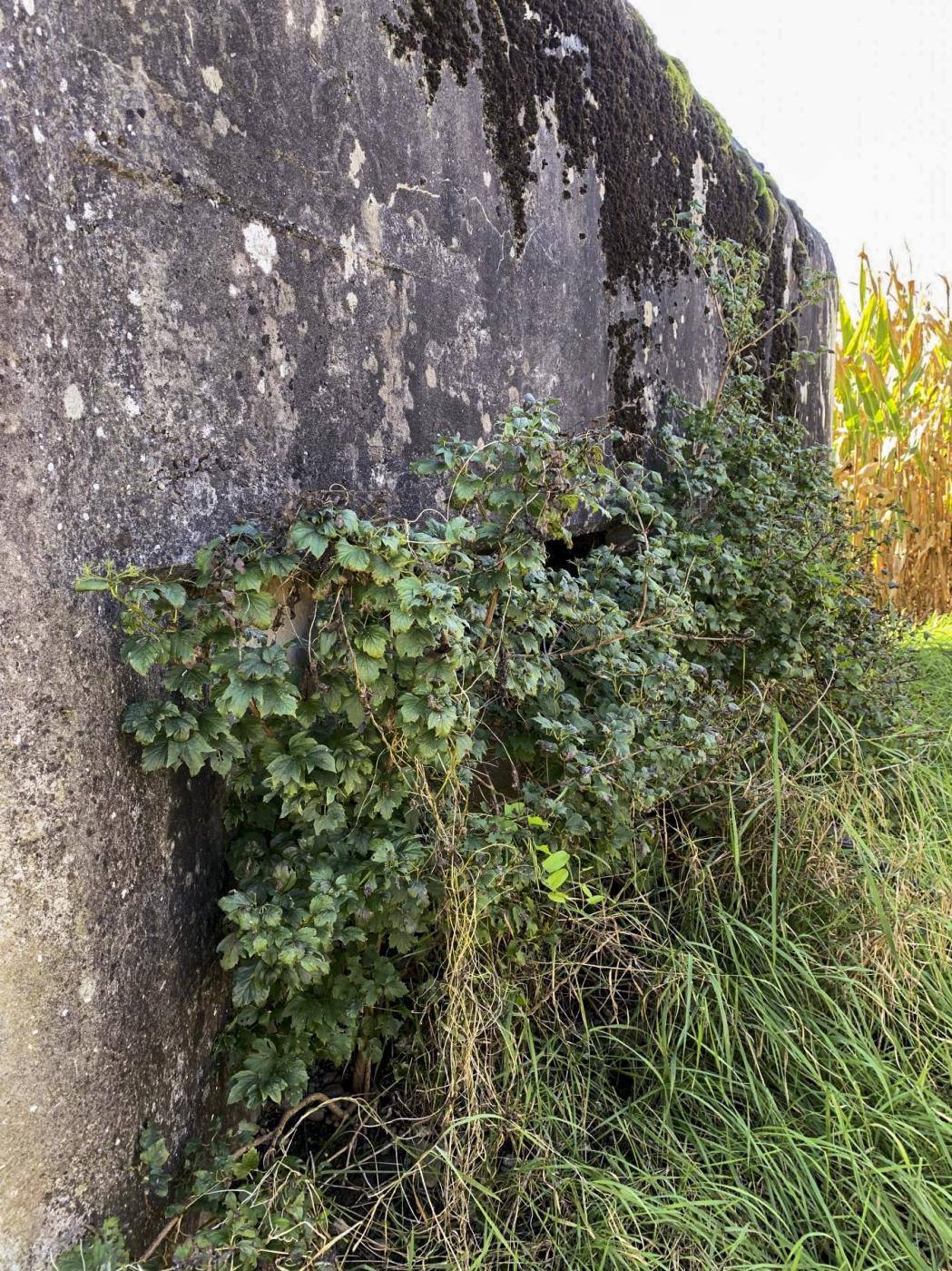 Ligne Maginot - SCHWEINECK 1 - (Blockhaus pour arme infanterie) -  - A. SCHOEN