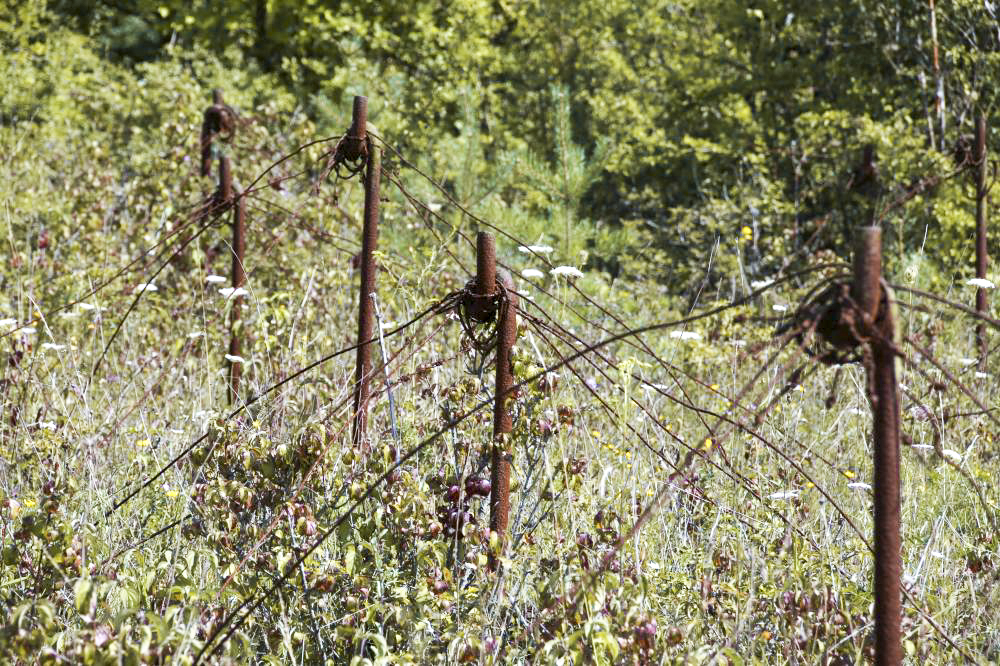 Ligne Maginot - WITTRING - (Casemate d'infanterie) - Les barbelés autour de la casemate - Grami