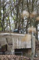 Ligne Maginot - HUBERBUSCH SUD - C59 - (Casemate d'infanterie) - Comme en 1940...