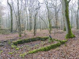 Ligne Maginot - CB443-B - BOIS KARRE 5 - (Blockhaus pour canon) - Vue d'ensemble.