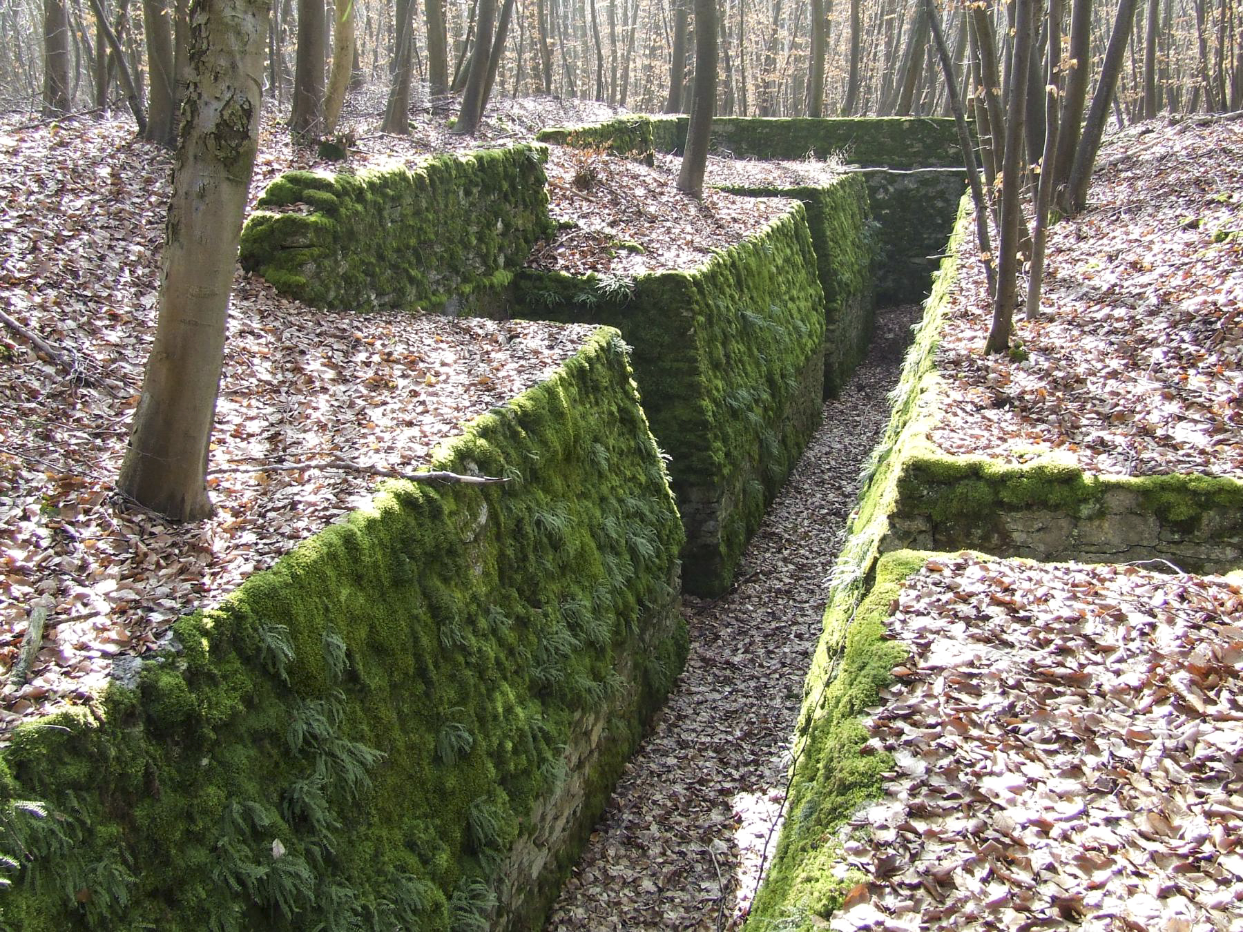 Ligne Maginot - BOIS DE PONTPIERRE (II/146° RIF) - (PC de Quartier) - Les tranchées en chicane du PC. - STENGER Mathieu