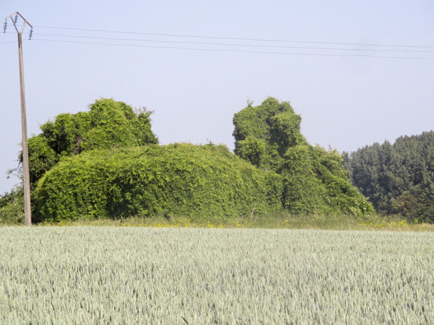 Ligne Maginot - B584 - TAISNIERES (Blockhaus pour canon) - Photo prise de la Chaussée Brunehaut. - Smardz Félix