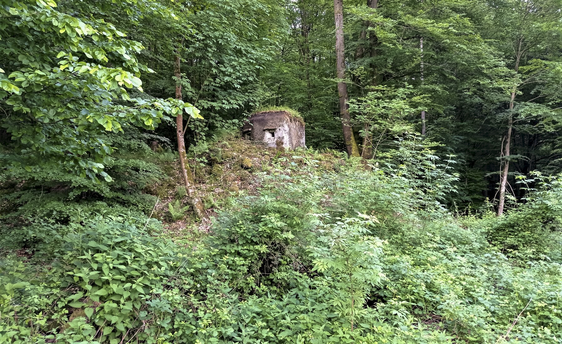 Ligne Maginot - FM15 - VERLORENERBACH 1 - (Blockhaus pour arme infanterie) - Le blockhaus au dessus d'une butte à coté de la route Départementale 27 - Baptiste GAUDIN