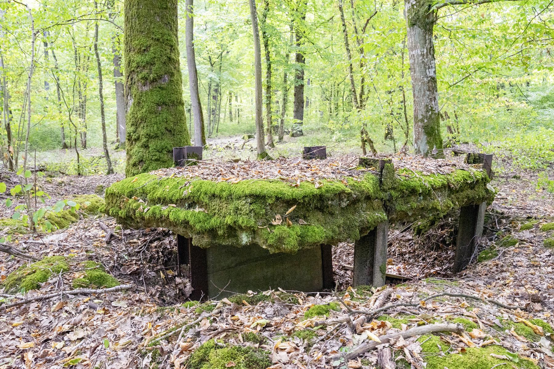 Ligne Maginot - CB445 - BOIS KARRE 3 - (Blockhaus pour canon) - Aux alentours
La construction est reliée au blockhaus via une tranchée. - Lia VERMEULEN