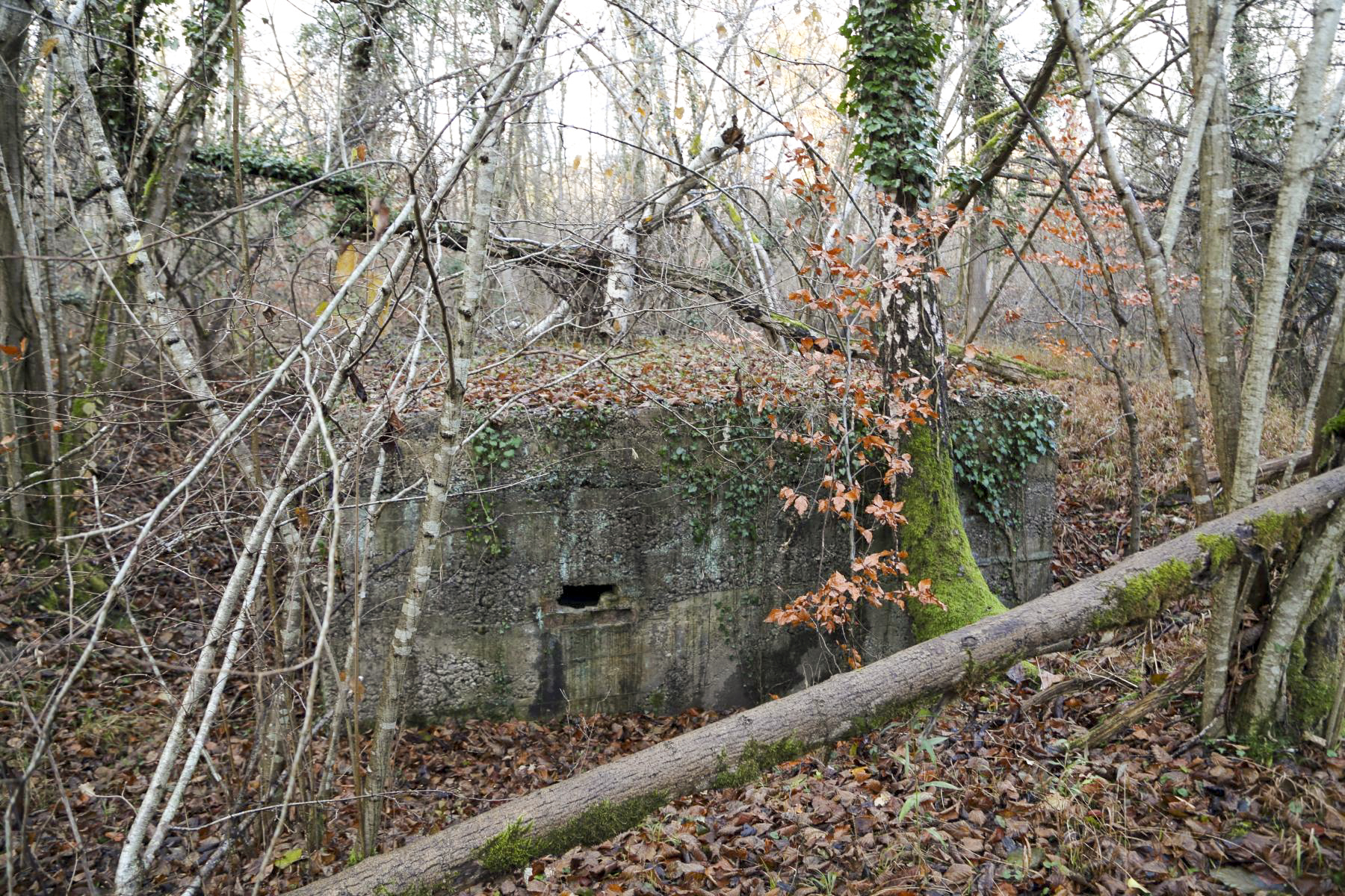 Ligne Maginot - GANZAU NORD - (Abri) -  - A. SCHOEN