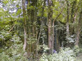 Ligne Maginot - A96 - LE MESNIL NORD - (Blockhaus pour canon) - Vu de la route